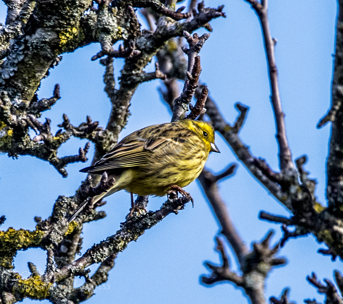 Nikon D5 sample photo. Yellow hammer - goldammer photography