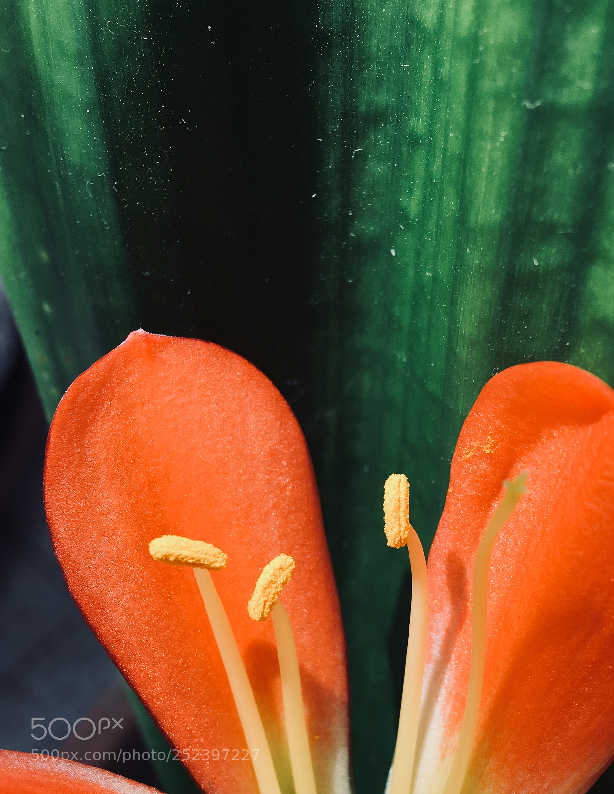 Apple iPhone 6s Plus sample photo. Untitled photography
