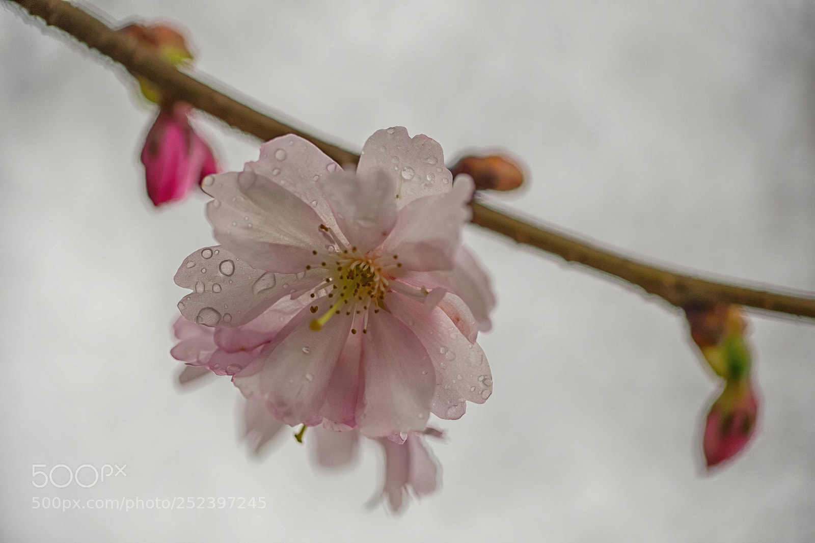Fujifilm X-T1 sample photo. Cherry blossom photography