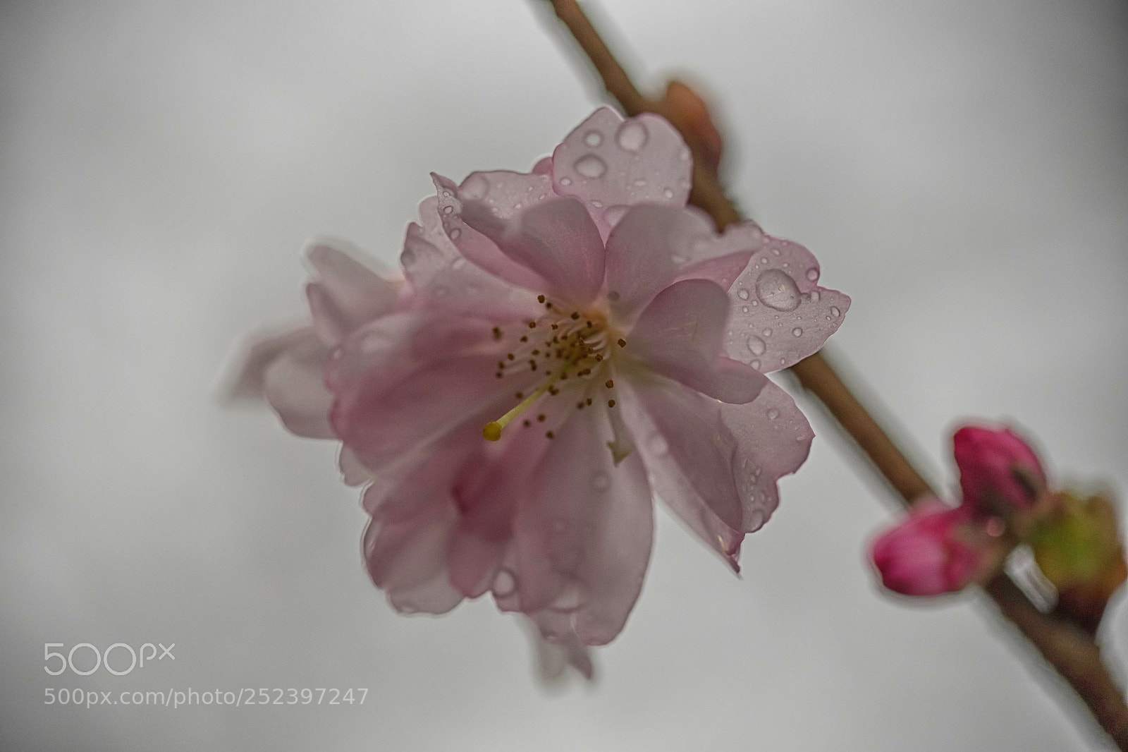 Fujifilm X-T1 sample photo. Cherry blossom photography