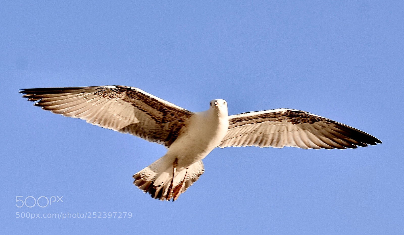 Nikon D7000 sample photo. Seagull in flight photography