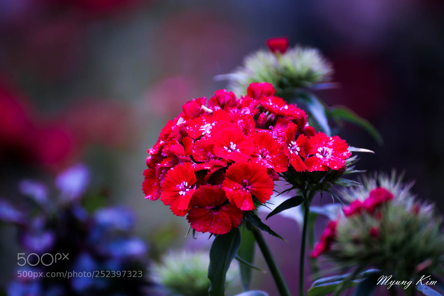 Canon EOS 5D Mark IV sample photo. Pa photography