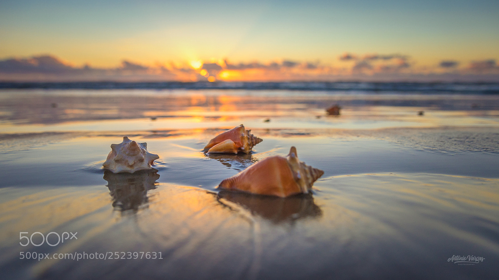 Canon EOS 7D Mark II sample photo. Shells photography