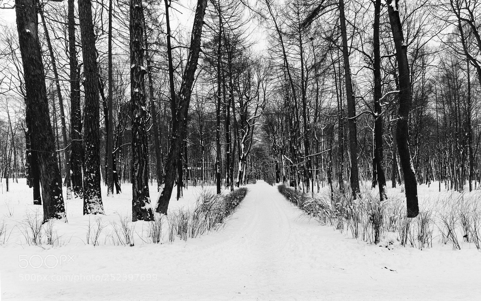 Sony a7R II sample photo. St. petersburg (park). photography