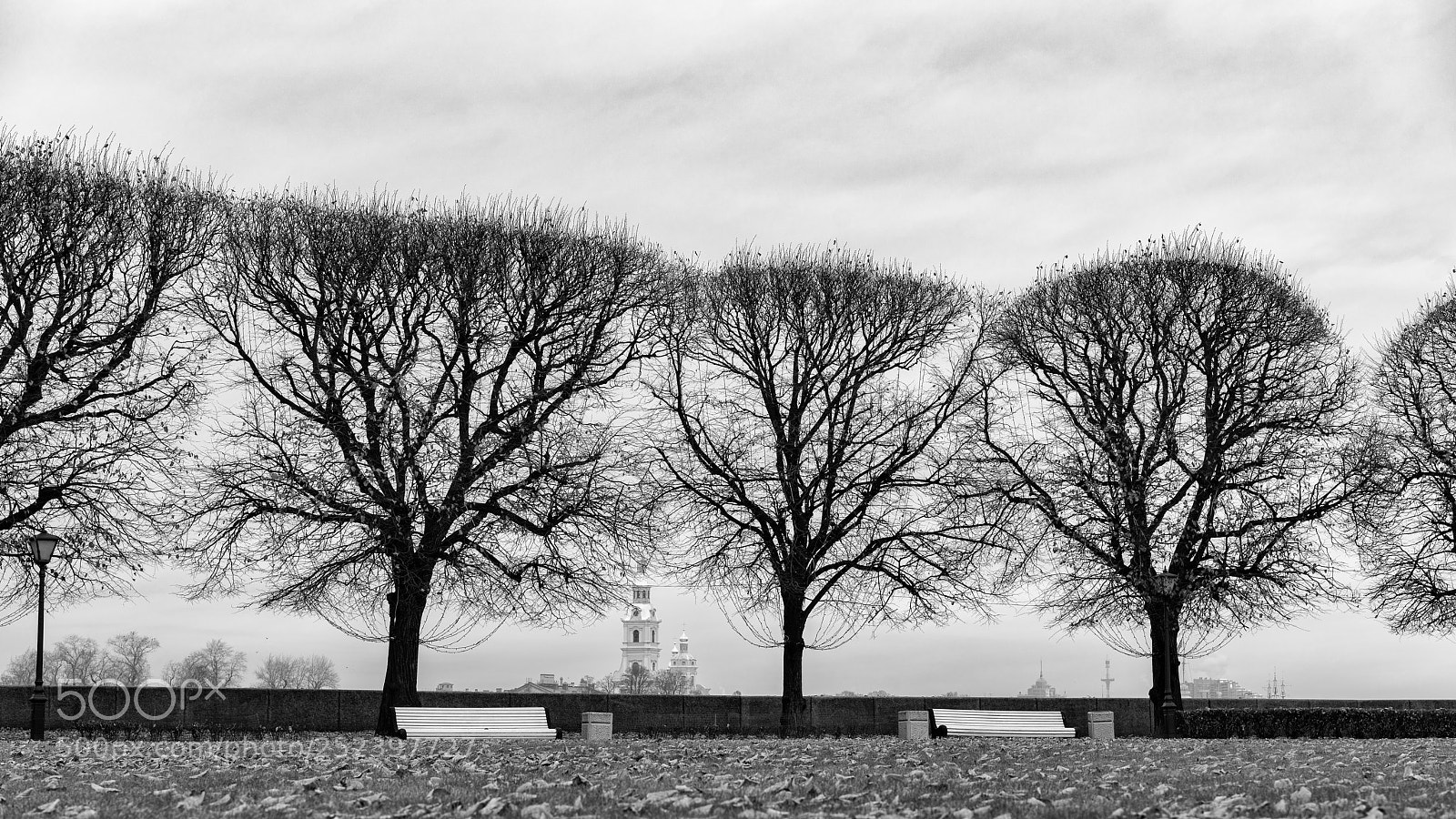 Sony a7R II sample photo. St. petersburg (trees). photography