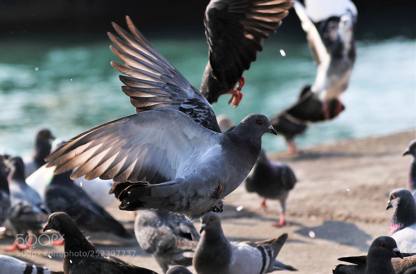 Canon EOS 5DS R sample photo. Pigeons photography
