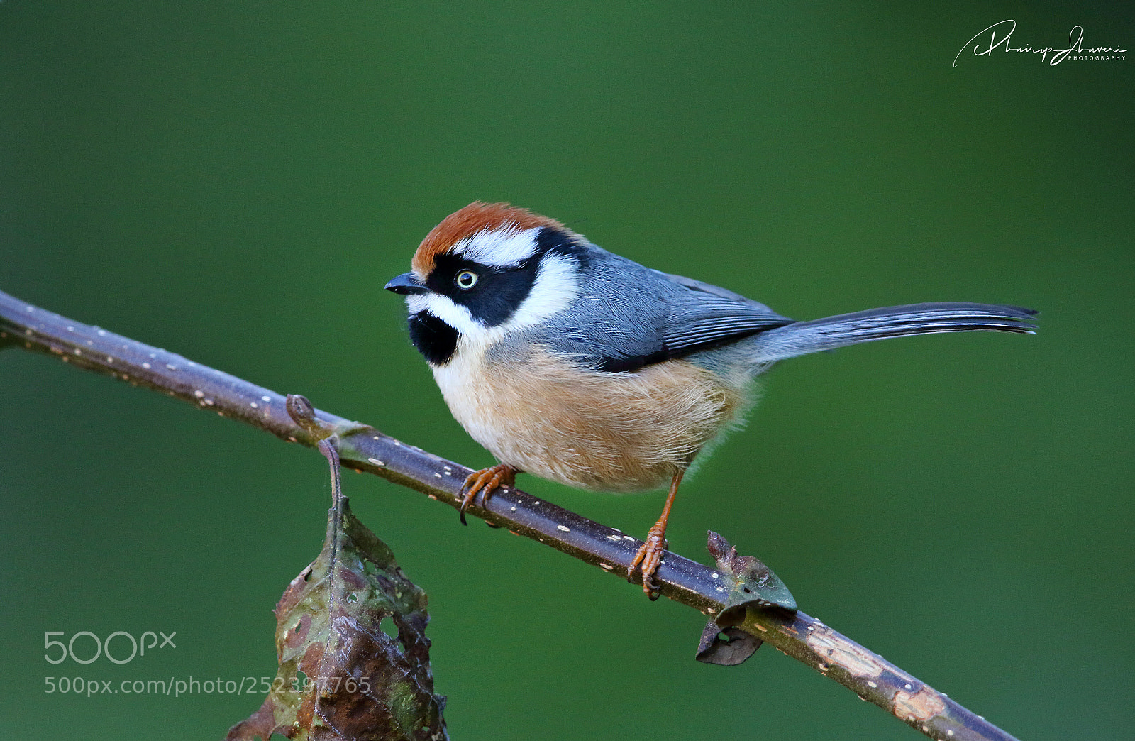 Canon EOS 7D Mark II sample photo. Black-throated tit photography