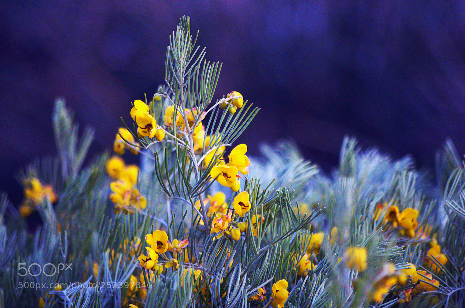 Pentax K-5 II sample photo. Flowers all a-bloom photography