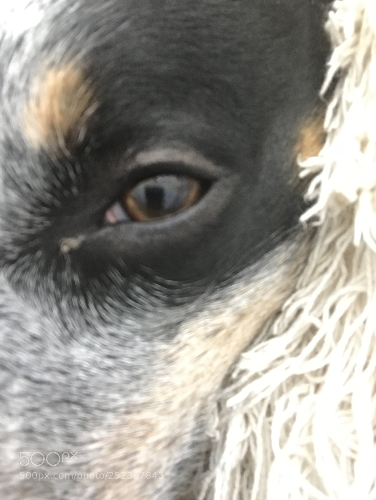 Apple iPhone 7 sample photo. Eye of focus! photography