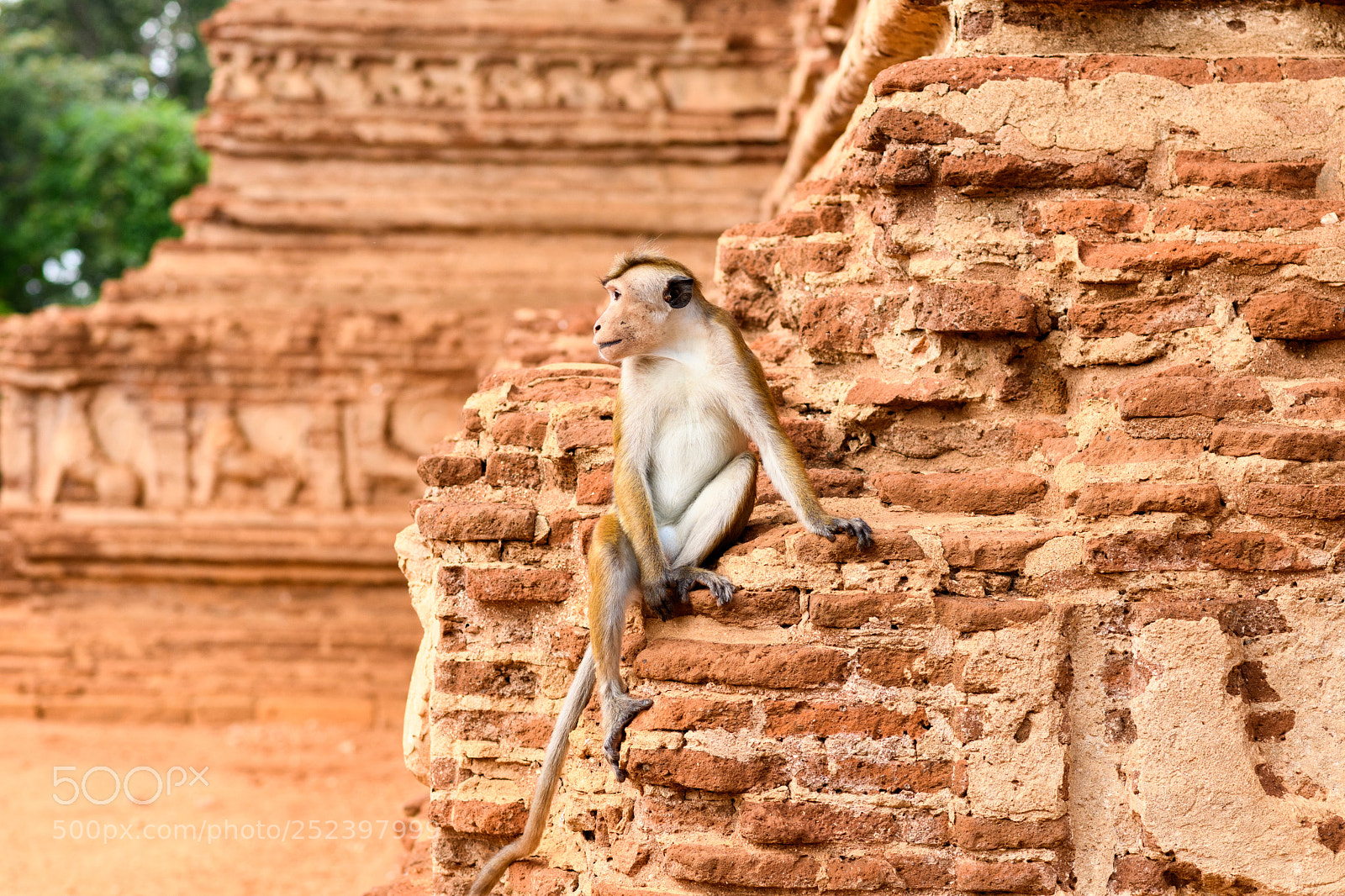 Nikon D7500 sample photo. Monkey photography