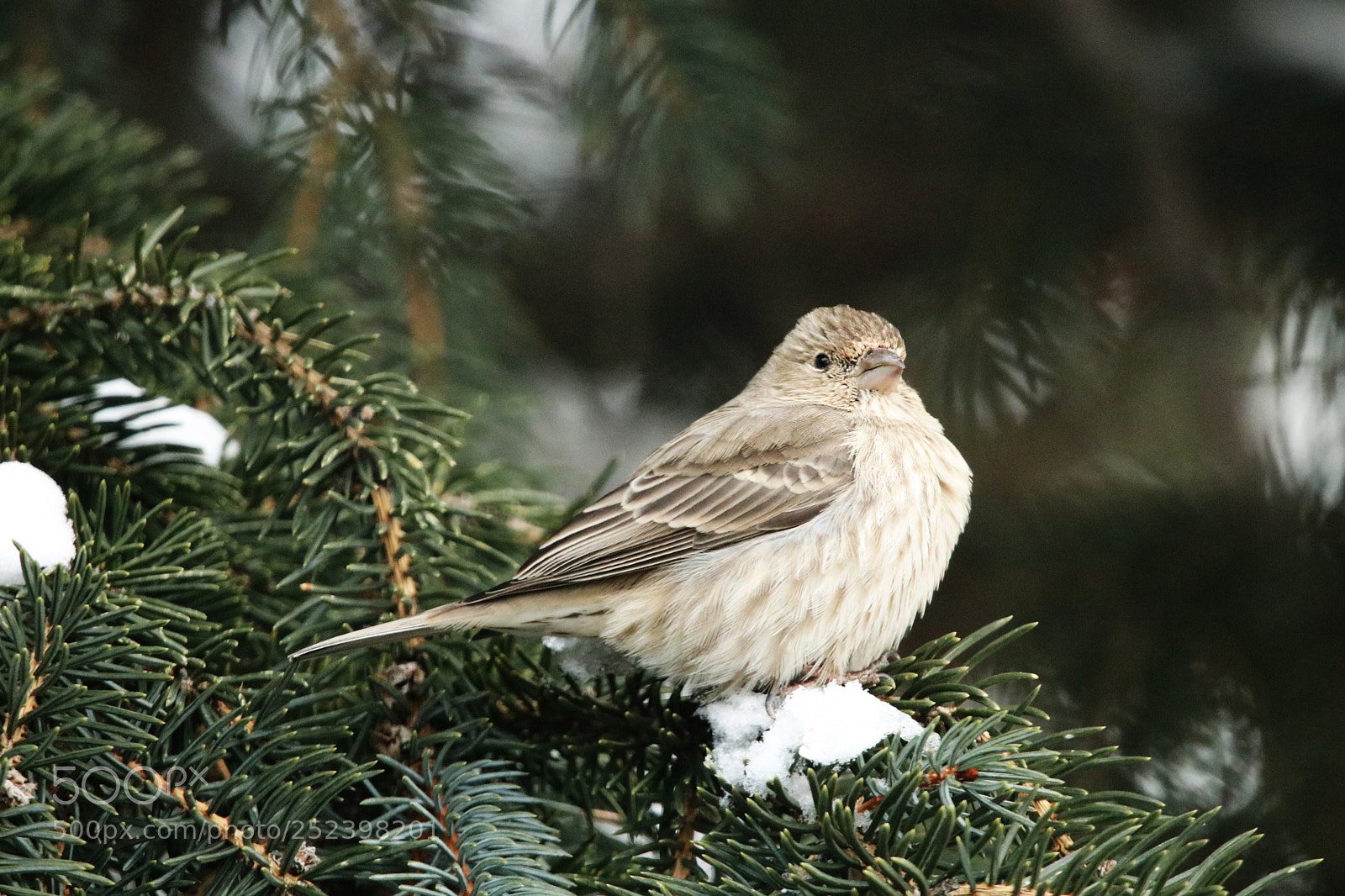 Canon EOS 80D sample photo. Female house finch on photography