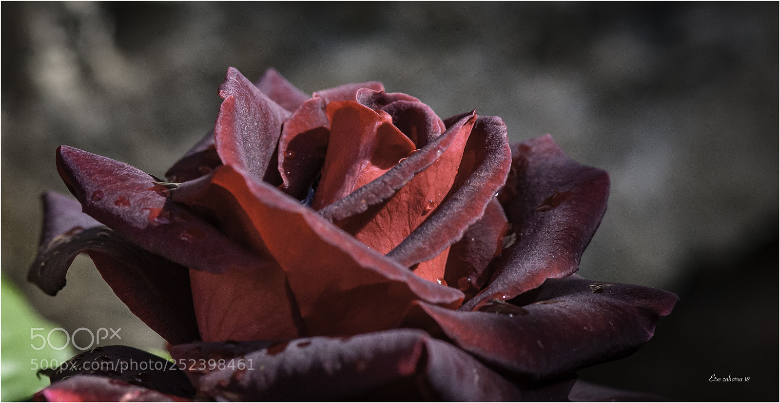 Nikon D300 sample photo. La favorita del jard photography