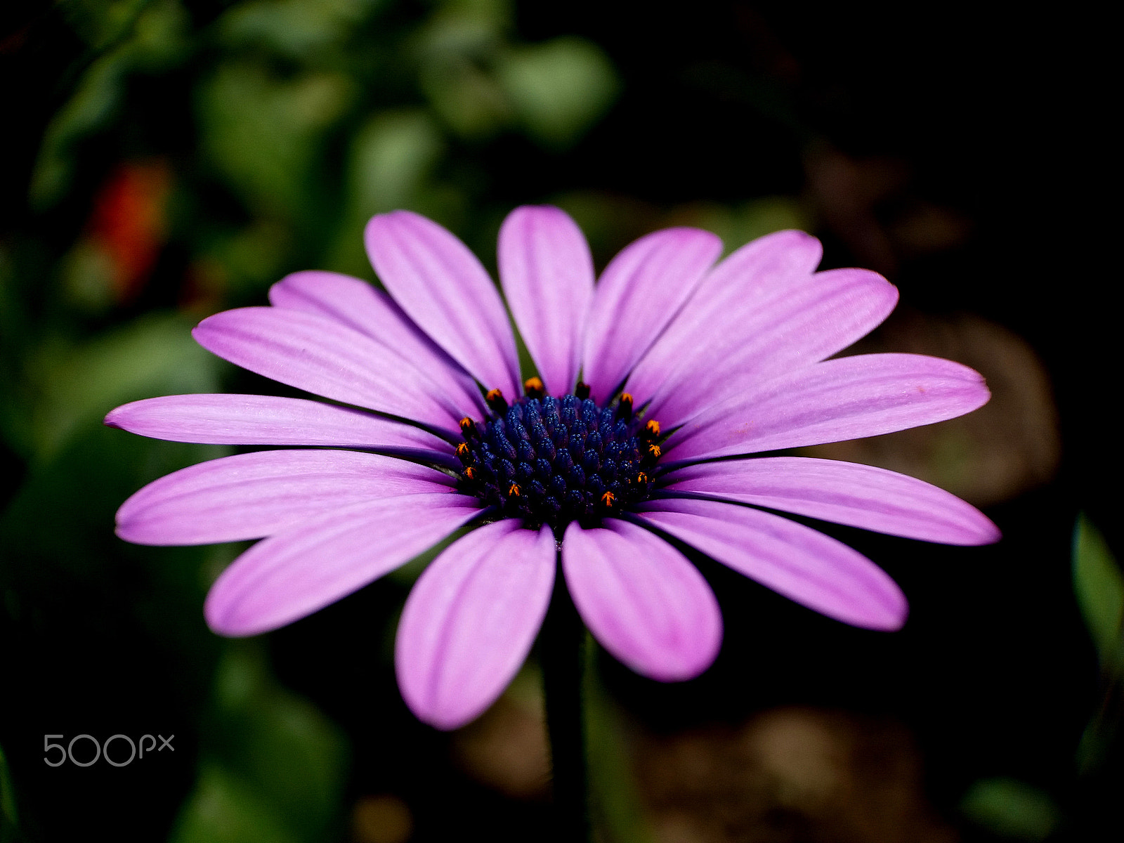 Samsung Galaxy A9 Pro sample photo. Purple  osteospermum  flower (daisy) photography