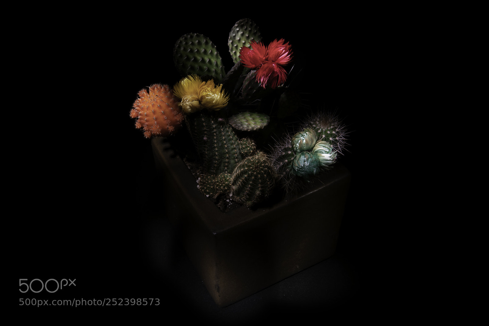Nikon D850 sample photo. Desert garden photography