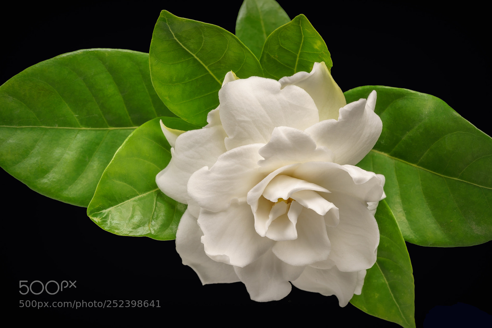 Sony a7R II sample photo. Gardenia photography