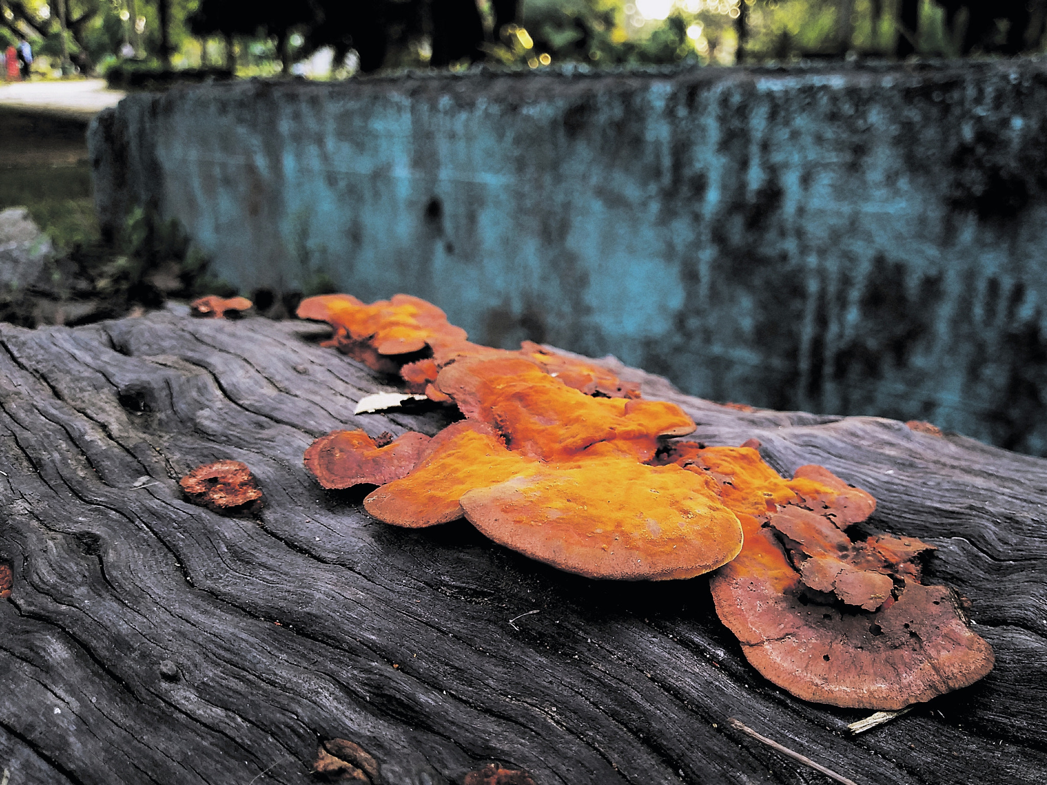LG Q6 sample photo. Mushroom photography