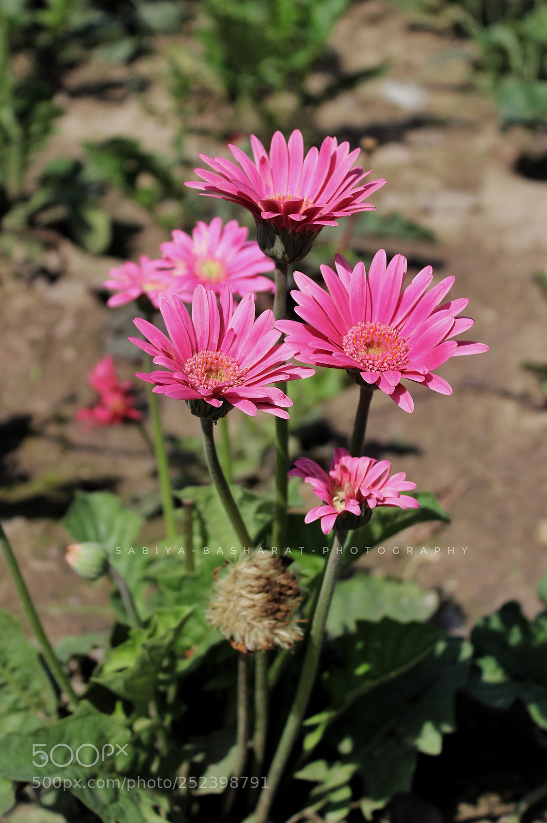 Canon EOS 1300D (EOS Rebel T6 / EOS Kiss X80) sample photo. Pink flowers photography