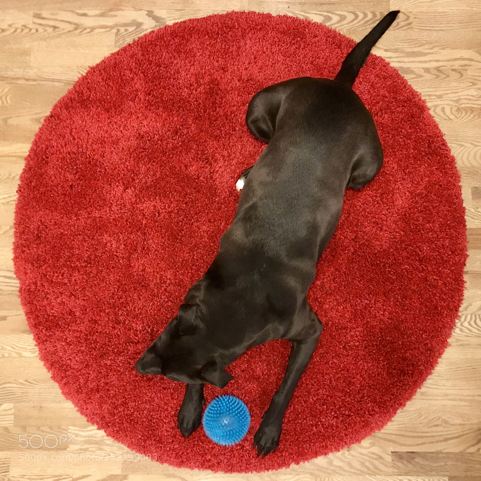 Apple iPhone 7 sample photo. Siena naps in woolen photography