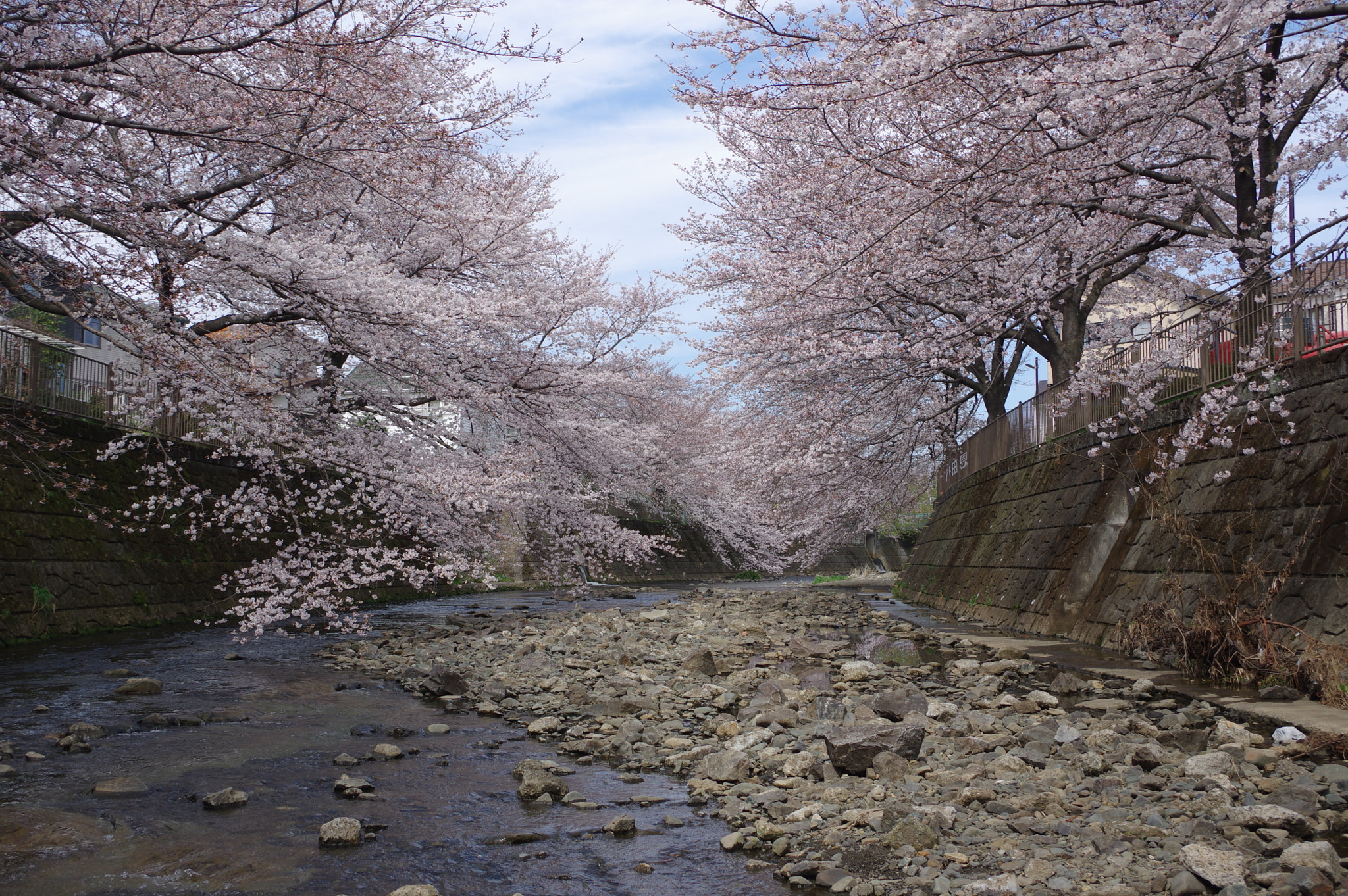 smc PENTAX-DA L 18-55mm F3.5-5.6 sample photo. 恩田川　cherry blossoms at the riverside photography