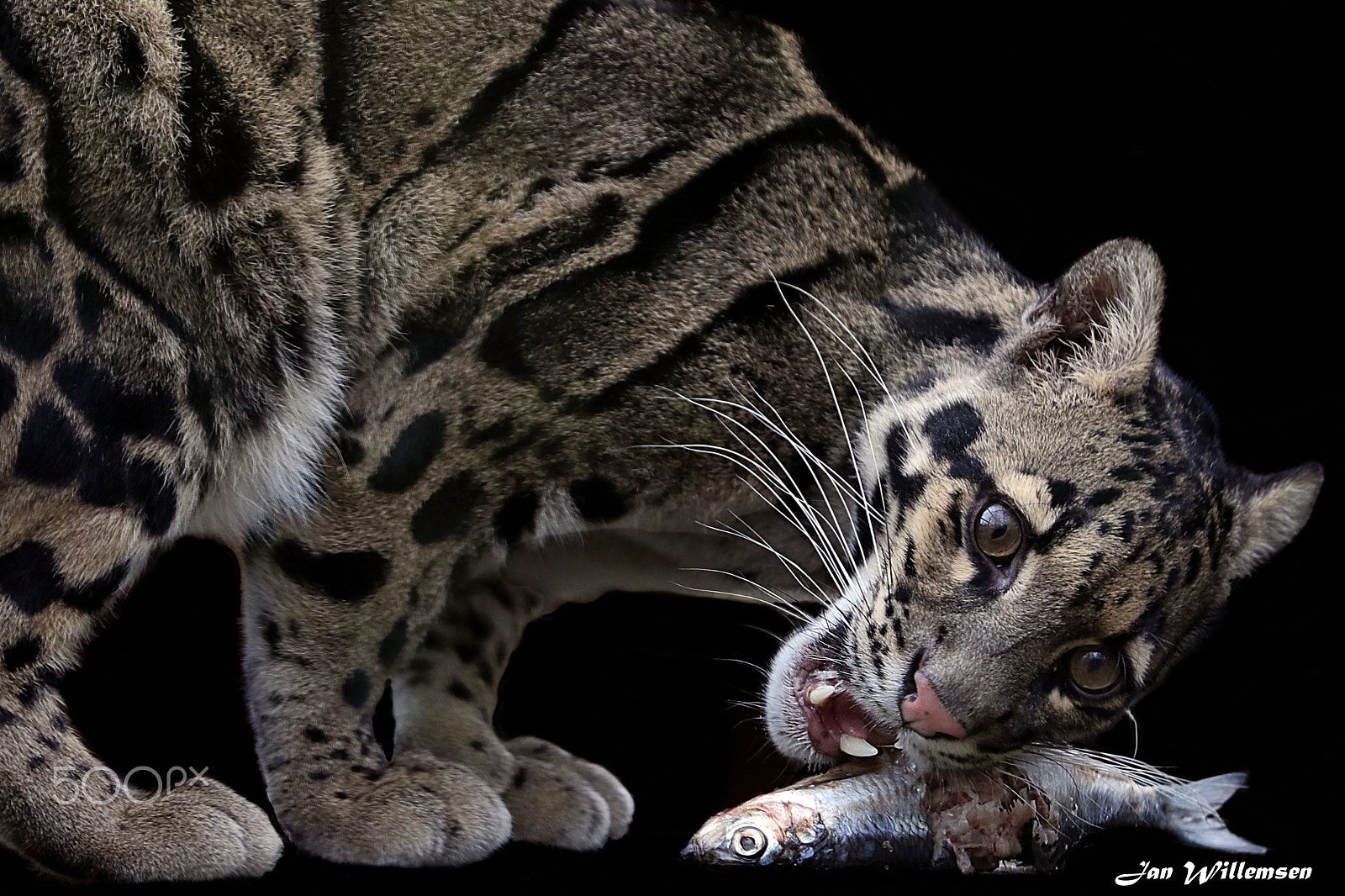 Canon EF 300mm F2.8L IS II USM sample photo. Clouded leopard photography