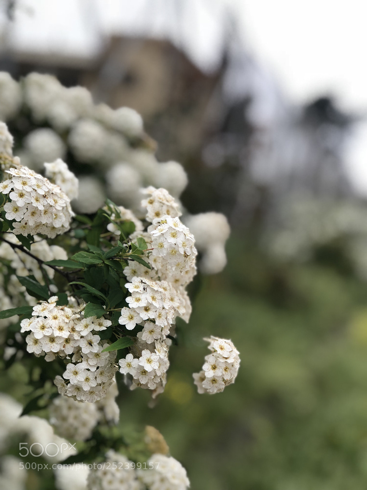 Apple iPhone 8 Plus sample photo. Untitled photography
