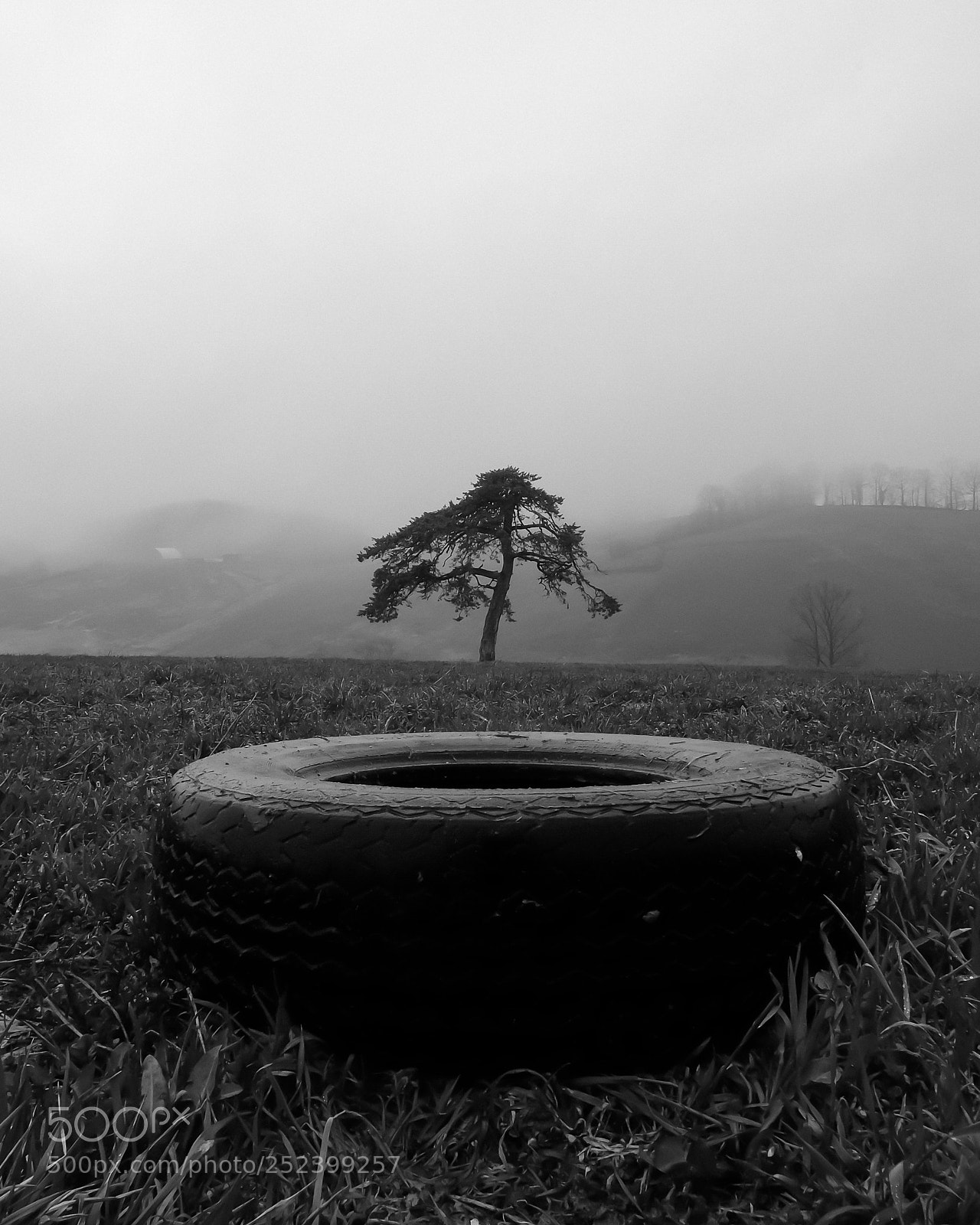 Fujifilm X-H1 sample photo. Nothing but a tree photography