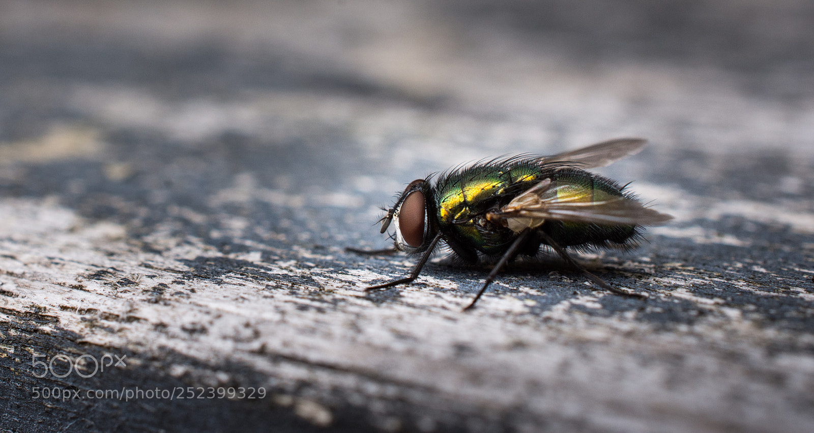 Nikon D7200 sample photo. Fly photography