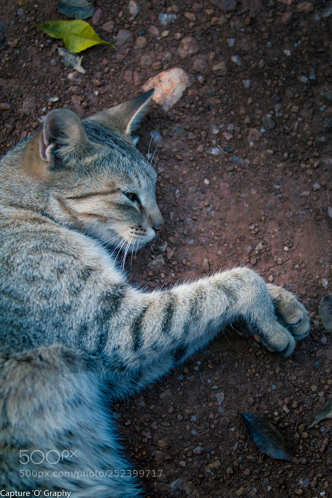 Canon EOS 70D sample photo. Sleeping beauty photography