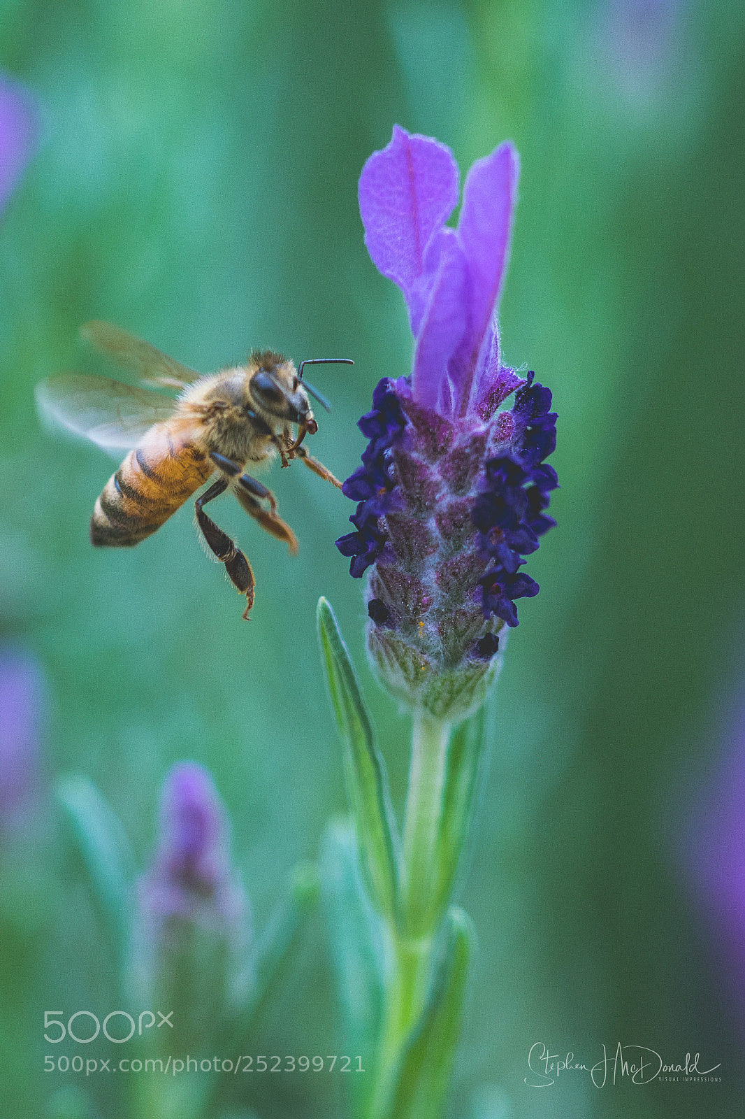 Nikon D500 sample photo. Lavender and honey photography