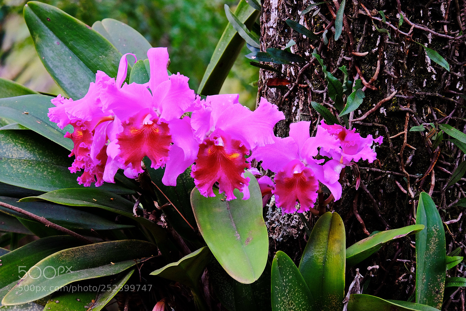 Fujifilm X-T1 sample photo. Red orchid photography