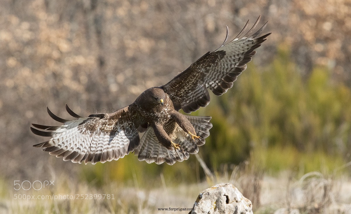 Canon EOS 7D Mark II sample photo. Landing photography