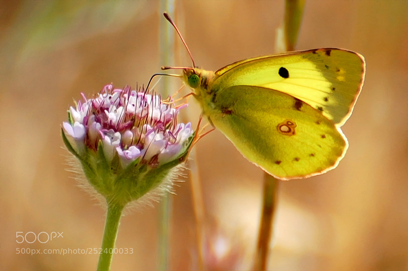 Nikon D40 sample photo. Buterfly photography