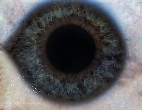 Canon EOS 600D (Rebel EOS T3i / EOS Kiss X5) sample photo. Eye see you photography