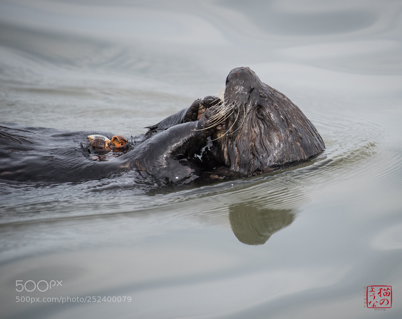 Nikon D810 sample photo. Otter crunches shells photography
