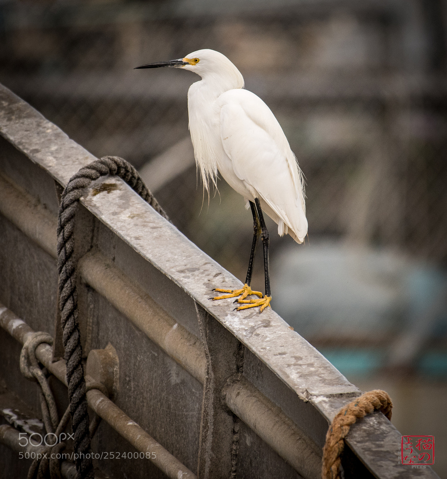 Nikon D810 sample photo. No egrets photography