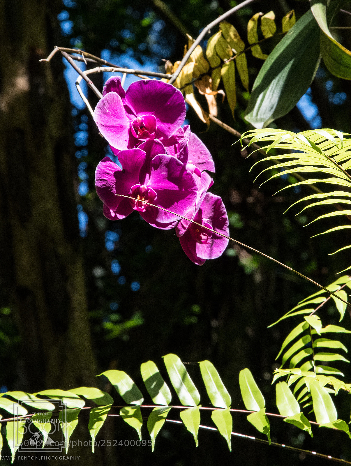 Pentax K-1 sample photo. Pink orchids photography