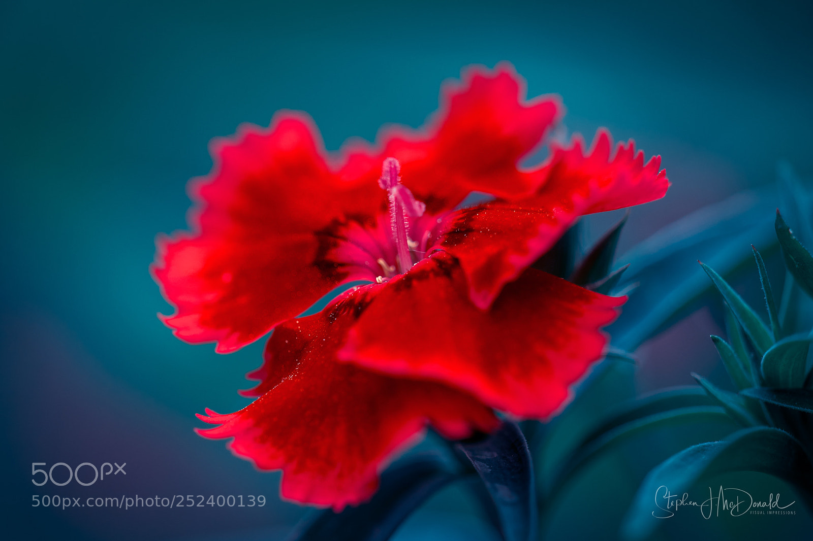 Nikon D500 sample photo. Moody blue & red photography