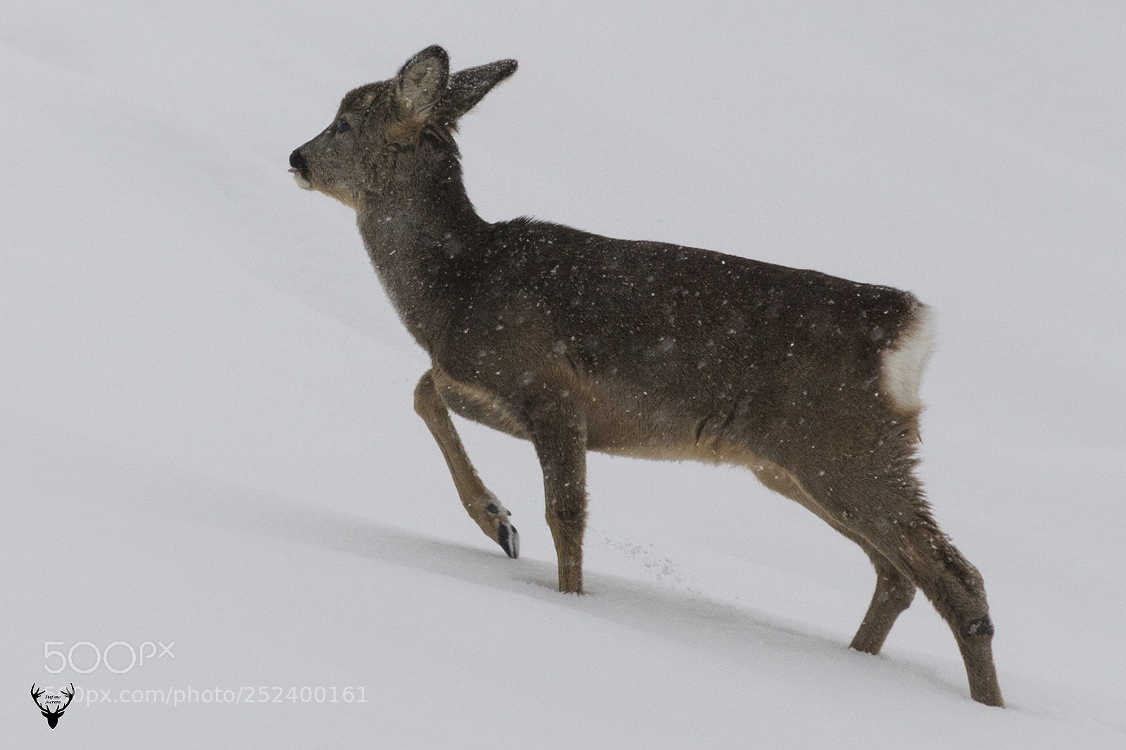 Canon EOS 7D Mark II sample photo. Snow walking photography