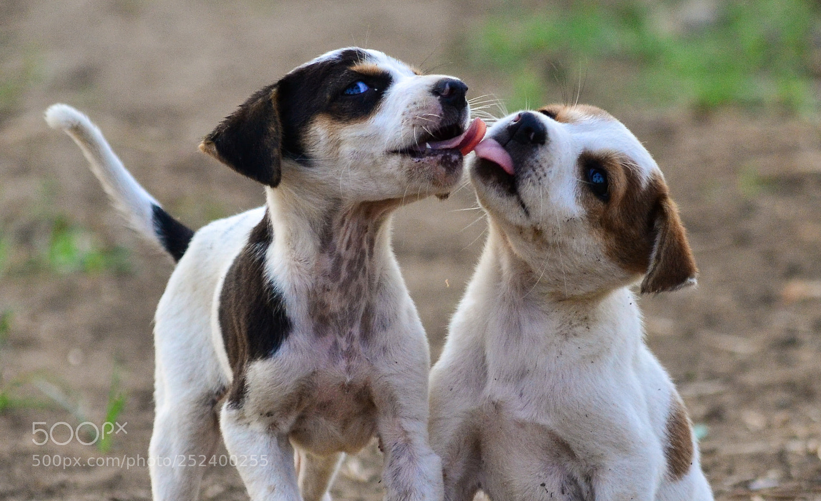Nikon D3100 sample photo. Bros !!! photography