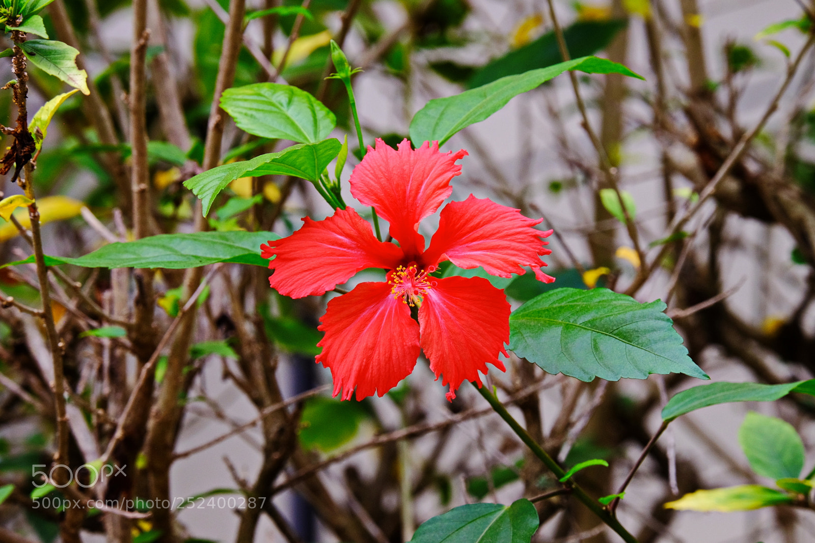 Fujifilm X-T1 sample photo. Sooo red photography
