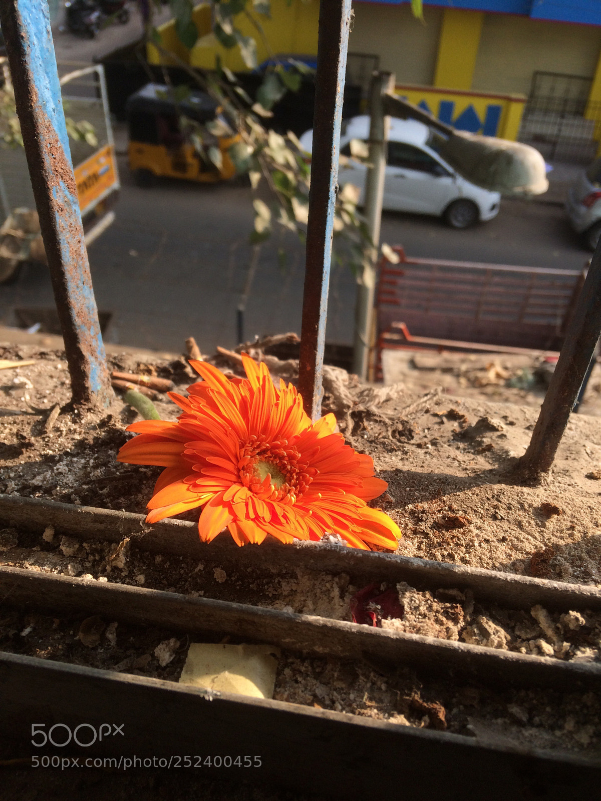 Apple iPhone 5s sample photo. A lonely flower  photography