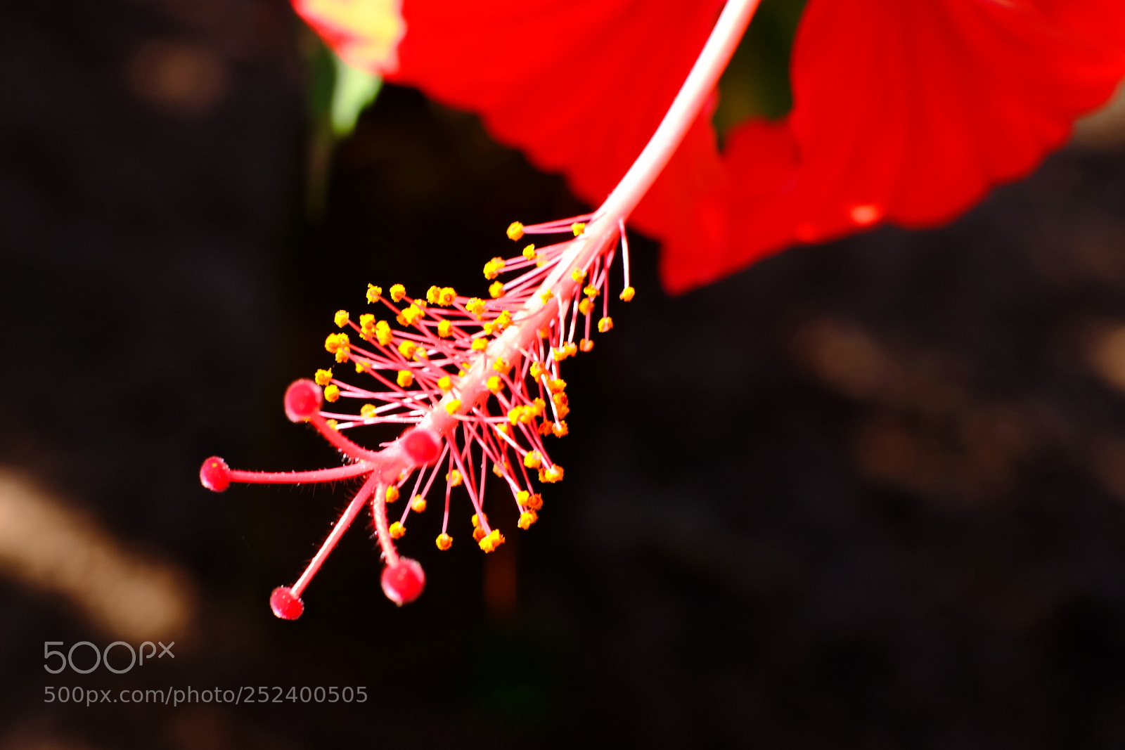 Fujifilm X-T1 sample photo. Pistil photography