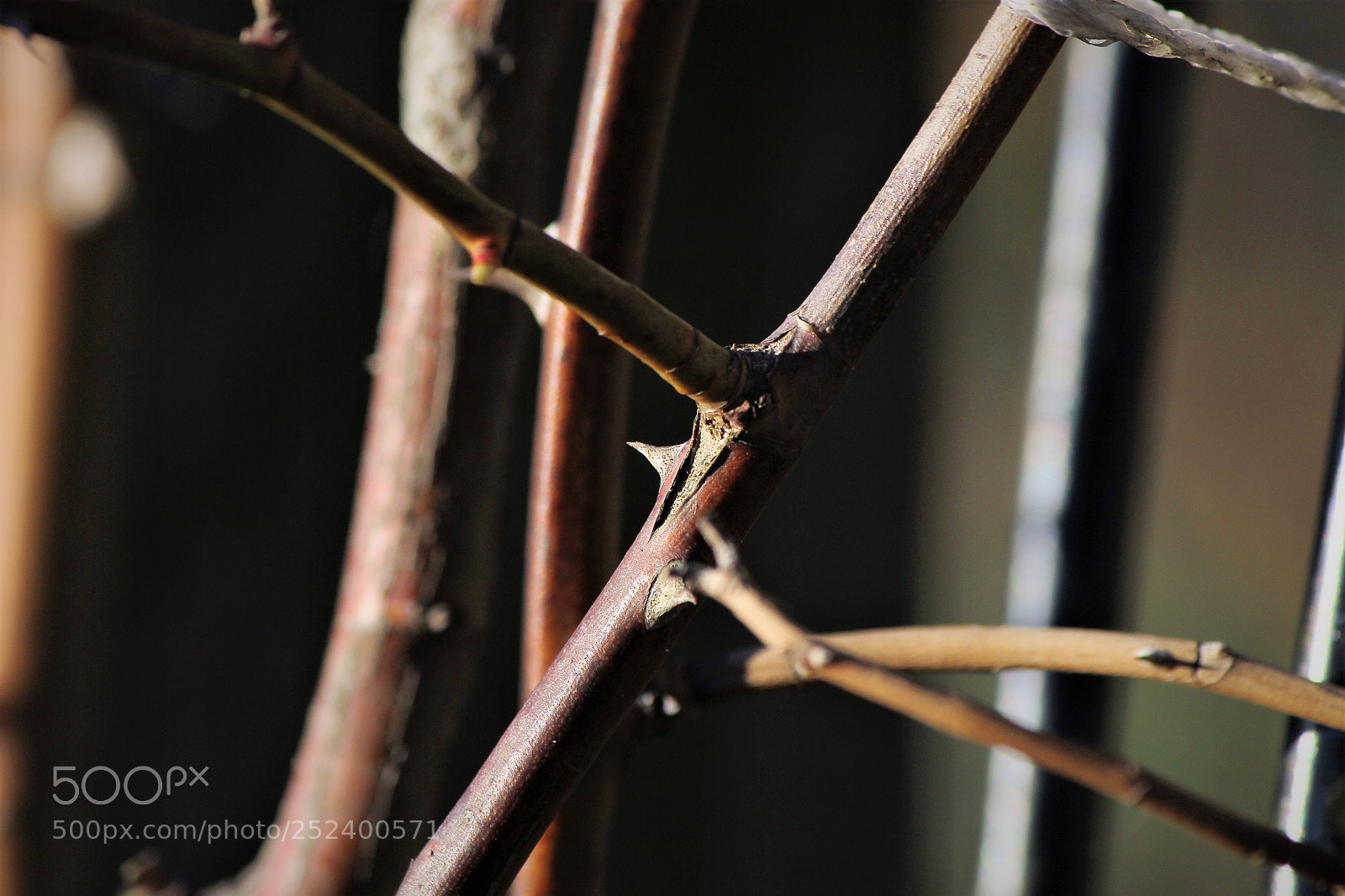 Canon EOS 600D (Rebel EOS T3i / EOS Kiss X5) sample photo. Untitled photography