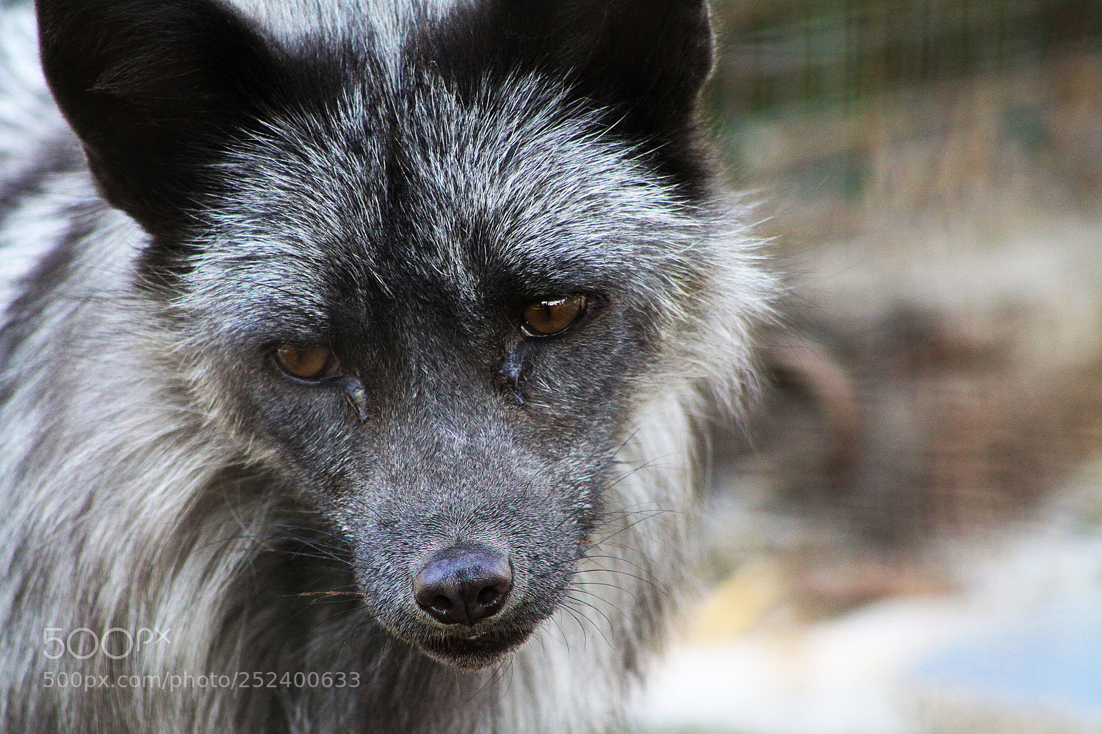 Canon EOS 50D sample photo. Silver fox photography