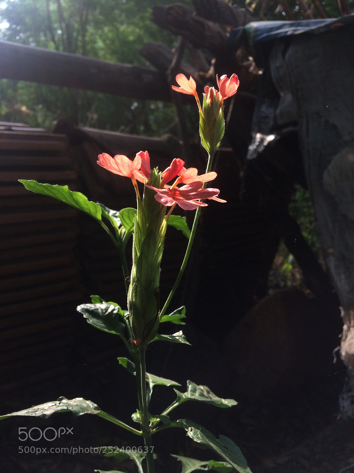 Apple iPhone 5s sample photo. Natural lighting can be photography