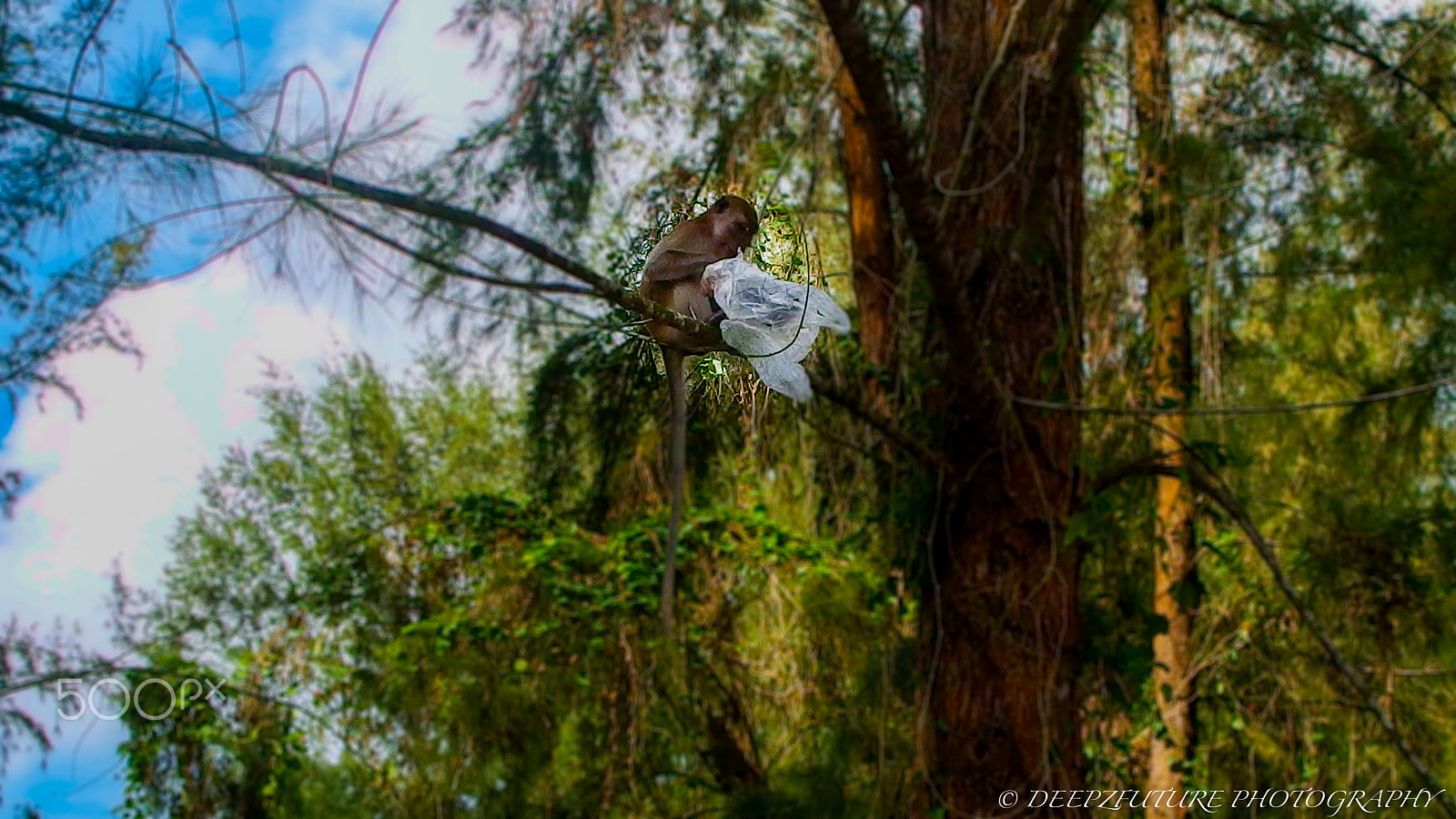 Olympus XZ-2 iHS sample photo. Wildlife monkey photography