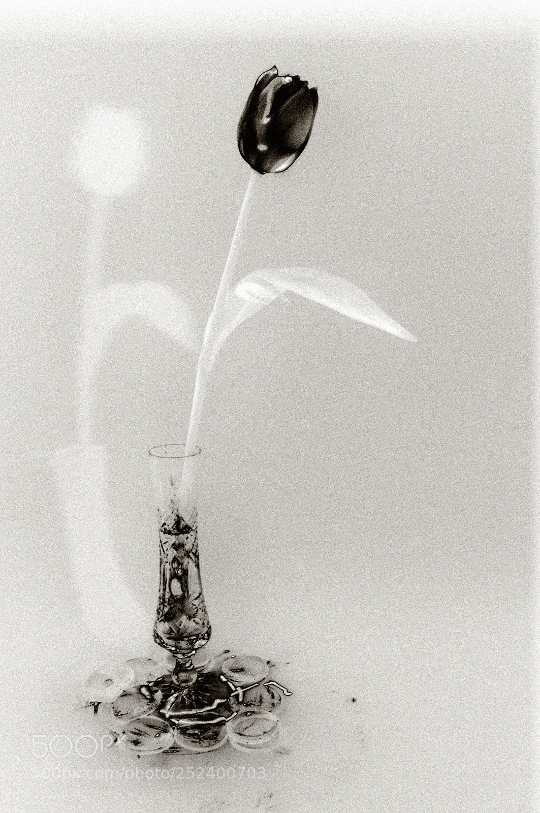 Nikon D5000 sample photo. Tulpe photography