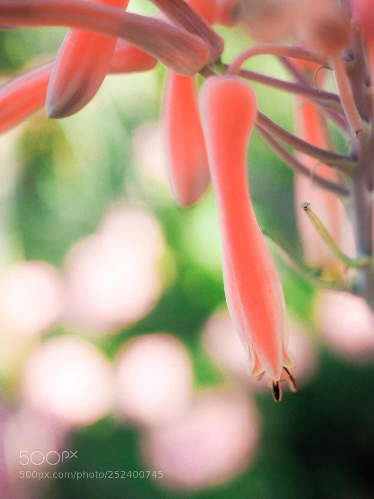 Olympus OM-D E-M5 II sample photo. Pink fairy  photography