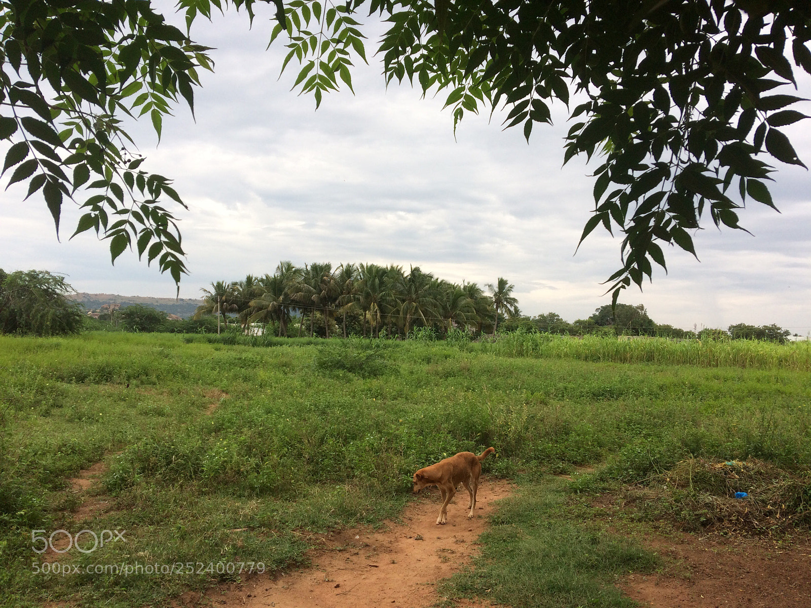Apple iPhone 5s sample photo. A pleasant world is photography