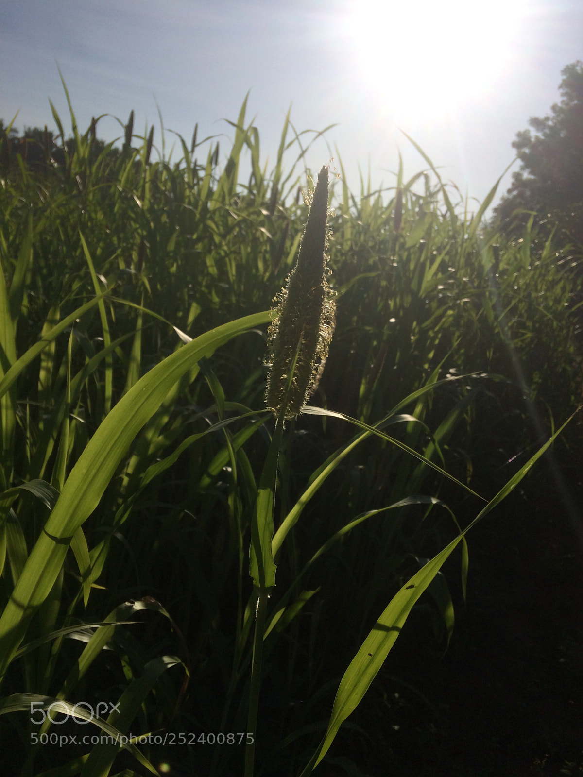 Apple iPhone 5s sample photo. Untitled photography